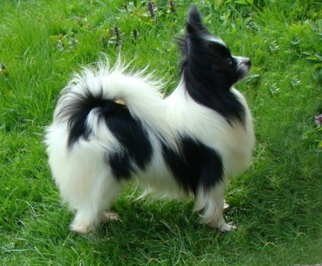 Black19.04.2011 038a.jpg