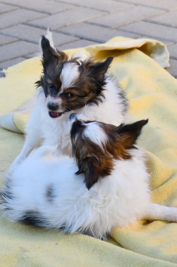 DSC_0654.JPG
