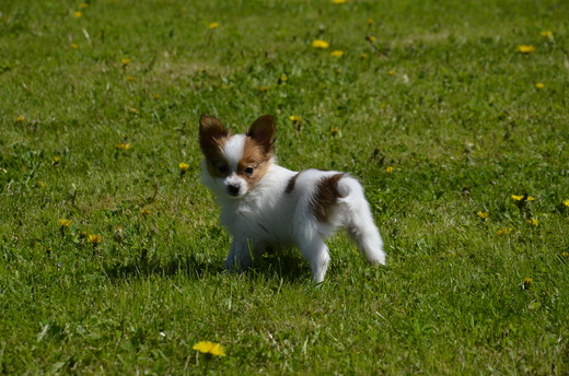 _DSC0034.JPG
